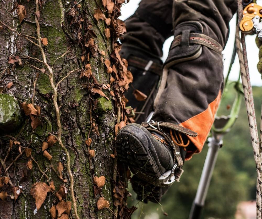 Tree removal canberra - the arborist experts