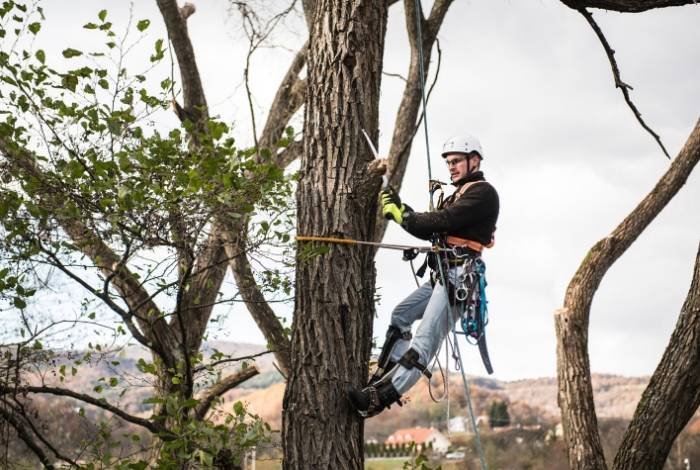 Tree removal Canberra